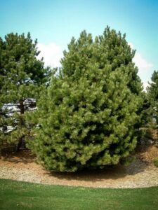 Сосна Чёрная (Pinus Nigra) купить по цене от 270.00р. в интернет-магазине «Посадика» с доставкой почтой в в Нальчике и по всей России – [изображение №1].