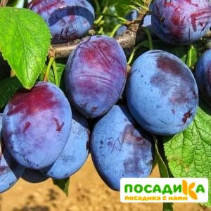 Слива Чачакская ранняя купить по цене от 229.00р. в интернет-магазине «Посадика» с доставкой почтой в в Нальчике и по всей России – [изображение №1].