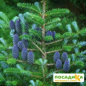 Пихта корейская (Abies koreana) купить по цене от 450.00р. в интернет-магазине «Посадика» с доставкой почтой в в Нальчике и по всей России – [изображение №1].