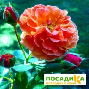 Роза Арабия купить по цене от 350.00р. в интернет-магазине «Посадика» с доставкой почтой в в Нальчике и по всей России – [изображение №1].