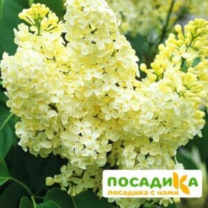 Сирень Примроуз (Primrose) купить по цене от 529.00р. в интернет-магазине «Посадика» с доставкой почтой в в Нальчике и по всей России – [изображение №1].