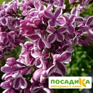 Сирень Сенсация купить по цене от 529.00р. в интернет-магазине «Посадика» с доставкой почтой в в Нальчике и по всей России – [изображение №1].