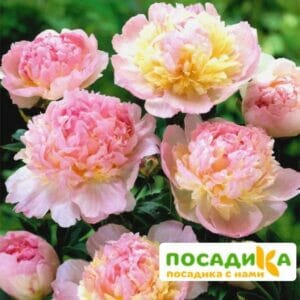 Пион Распберри Сандей (Paeonia Raspberry Sundae) купить по цене от 959р. в интернет-магазине «Посадика» с доставкой почтой в в Нальчике и по всей России – [изображение №1].