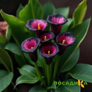 Калла Аура Лейс купить по цене от 400р. в интернет-магазине «Посадика» с доставкой почтой в в Нальчике и по всей России – [изображение №1].