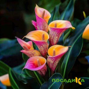 Калла Оникс купить по цене от 450р. в интернет-магазине «Посадика» с доставкой почтой в в Нальчике и по всей России – [изображение №1].