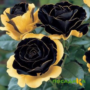 Роза Ханни Сикл купить по цене от 700р. в интернет-магазине «Посадика» с доставкой почтой в в Нальчике и по всей России – [изображение №1].