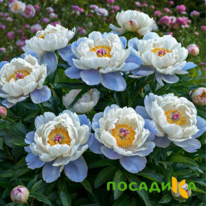 Пион акварельный Этюд купить по цене от 806р. в интернет-магазине «Посадика» с доставкой почтой в в Нальчике и по всей России – [изображение №1].