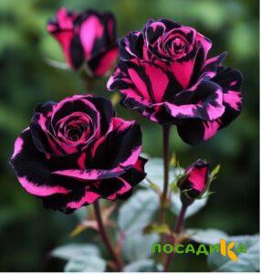 Роза Багровый Шепот купить по цене от 366р. в интернет-магазине «Посадика» с доставкой почтой в в Нальчике и по всей России – [изображение №1].