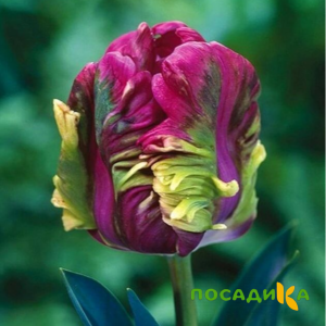 Тюльпан Экзотик Хэвен купить по цене от 186р. в интернет-магазине «Посадика» с доставкой почтой в в Нальчике и по всей России – [изображение №1].