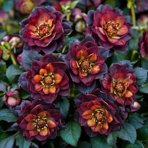 Морозник Сноу Дроп купить по цене от 348р. в интернет-магазине «Посадика» с доставкой почтой в в Нальчике и по всей России – [изображение №1].