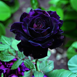 Роза Блэк Пантер купить по цене от 319р. в интернет-магазине «Посадика» с доставкой почтой в в Нальчике и по всей России – [изображение №1].