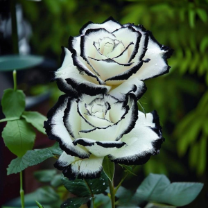 Роза Силк Ивин купить по цене от 319р. в интернет-магазине «Посадика» с доставкой почтой в в Нальчике и по всей России – [изображение №1].