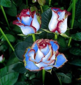 Роза Сафайер Пэтл купить по цене от 450р. в интернет-магазине «Посадика» с доставкой почтой в в Нальчике и по всей России – [изображение №1].